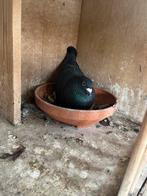Koppel zwarte postduiven, Dieren en Toebehoren, Meerdere dieren, Postduif
