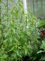 citroenverbena plant of stek gezocht, Tuin en Terras, Planten | Tuinplanten, Ophalen of Verzenden, Vaste plant, Overige soorten