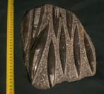 Orthocerap nest / plaat met standaard, Ophalen of Verzenden, Fossiel