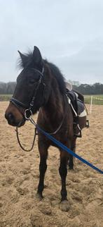 Te koop: knappe jonge ruin (153 cm), Dieren en Toebehoren, Pony's, Ruin, E pony (1.48m - 1.57m), Recreatiepony, Ontwormd