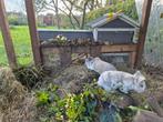 Lief konijnen gezin zoekt nieuw thuis., Dieren en Toebehoren, Meerdere dieren, Middelgroot