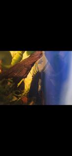 Volwassen man ancistrus algeneter, Dieren en Toebehoren, Vissen | Aquariumvissen, Vis, Zoetwatervis