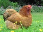 Gezocht: cochin kriel hen, Dieren en Toebehoren, Pluimvee, Vrouwelijk, Kip