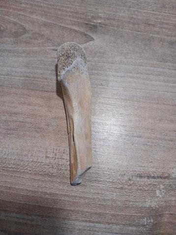 Oud botfragment beschikbaar voor biedingen