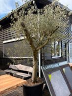 Olijfbomen, Tuin en Terras, Lente, 100 tot 250 cm, Olijfboom, Ophalen