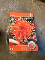 Dahlia knollen, Tuin en Terras, Ophalen of Verzenden, Voorjaar, Volle zon, Knol