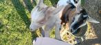 2 erg lieve en tamme jonge dwerggeitjes, Dieren en Toebehoren, Schapen, Geiten en Varkens, Vrouwelijk, Geit