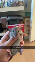 Rittens te reserveren!🩷💙, Dieren en Toebehoren, Knaagdieren, Rat, Juni, Meerdere dieren, Tam