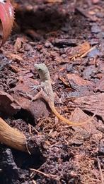 Anolis mestrei 1.1 (kweekkoppel), Hagedis, 0 tot 2 jaar
