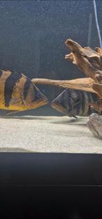 Aquarium with fish, Dieren en Toebehoren, Vissen | Aquariumvissen, Vis