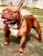 American bully Dekreu!!, Dieren en Toebehoren, Honden | Bulldogs, Pinschers en Molossers, Particulier, Rabiës (hondsdolheid), 3 tot 5 jaar