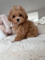 Exclusieve Maltipoo F1, Pup (  Maltezer /Asian Toy Poedel ), Particulier, Overige rassen, 8 tot 15 weken, Buitenland