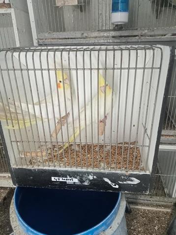 Te koop diverse valkparkieten beschikbaar voor biedingen