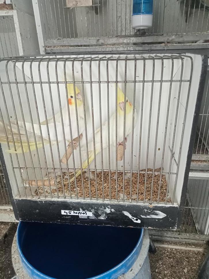 Te koop diverse valkparkieten, Dieren en Toebehoren, Vogels | Parkieten en Papegaaien, Parkiet, Meerdere dieren