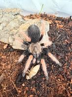 Brachypelma boehmei, Dieren en Toebehoren, Insecten en Spinnen