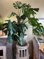 Monstera Deliciosa Mooie gezonde kamerplant, Ophalen, Overige soorten, Halfschaduw, In pot