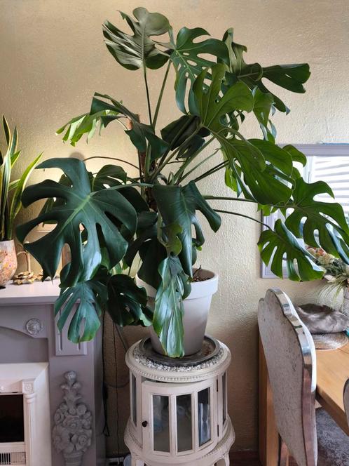 Monstera Deliciosa Mooie gezonde kamerplant, Huis en Inrichting, Kamerplanten, Overige soorten, 150 tot 200 cm, Bloeiende kamerplant