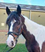 Te koop 7-jarige merrie, Dieren en Toebehoren, Pony's, Zadelmak, 3 tot 6 jaar, Recreatiepony, D pony (1.37m tot 1.48m)