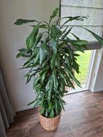 Kamerplant, Ophalen, Overige soorten, 150 tot 200 cm