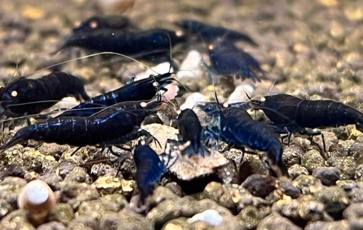 Royal Blue Orange Eyes garnalen (Caridina), Dieren en Toebehoren, Vissen | Aquariumvissen, Zoetwatervis, Kreeft, Krab of Garnaal