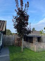 Rode esdoorn, Ophalen, Overige soorten