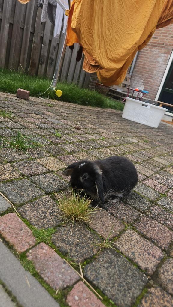 1 konijntje (rammetje), Dieren en Toebehoren, Konijnen, Dwerg, Mannelijk