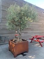 Olijfboom…Oude Olijfboom in Pot.., 100 tot 250 cm, Olijfboom, Ophalen, Volle zon