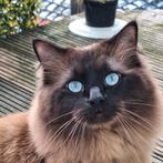 Dekkater Sealpoint MInk Ragdoll NIET TE KOOP, Dieren en Toebehoren, Kater