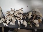 diverse schedels, Verzamelen, Dierenverzamelingen, Ophalen, Schedel