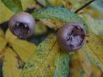 Mispel – Mespilus germanica, Minder dan 100 cm, Lente, Overige soorten, In pot