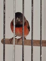 Kapoets x kneu, Meerdere dieren