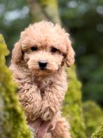 Beeldschone mini Maltipoo pups! Geschikt bij allergie, Dieren en Toebehoren, Honden | Chihuahua's en Gezelschapshonden, Poedel