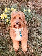 Goldendoodle Dekreu Maylow, Rabiës (hondsdolheid), Reu, 1 tot 2 jaar, Eén hond
