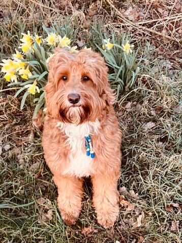 Goldendoodle Dekreu Maylow  beschikbaar voor biedingen