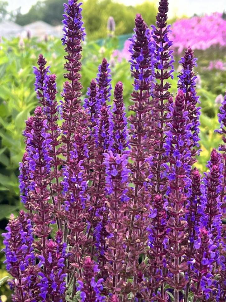 Salvia nemorosa | Cadeau pakketje, Tuin en Terras, Planten | Tuinplanten, Vaste plant, Overige soorten, Volle zon, Zomer, Ophalen of Verzenden