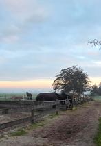 Stalling vrij - paard, Dieren en Toebehoren, Stalling