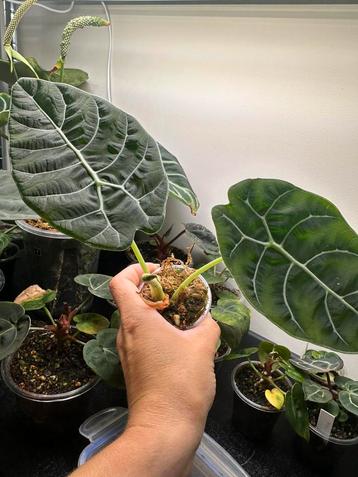 Alocasia watsoniana met 2 zichtbare knollen beschikbaar voor biedingen