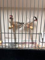Rijstvogels koppel, Ophalen