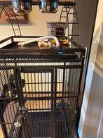 Vogelkooi voor agapornis of kleine papegaai, Ophalen of Verzenden, Zo goed als nieuw, Metaal, Vogelkooi