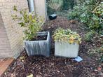 Twee betonnen plantenbakken met planten, Tuin en Terras, Bloembakken en Plantenbakken, Ophalen, Gebruikt, Balkon, Minder dan 60 cm