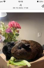 2 cavia’s mét gratis hok, Ophalen, 110 cm of meer, 60 tot 90 cm, Hok