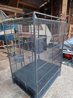 Vogelkooi papegaai, Papegaai