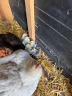 Raszuivere Cochin kuikens, Dieren en Toebehoren, Pluimvee, Geslacht onbekend, Kip