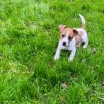 Mooie kleinblijvende Jack Russel / Jack Russell Pups, CDV (hondenziekte), Meerdere, 8 tot 15 weken, Meerdere dieren