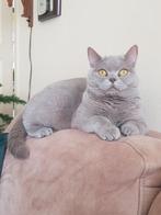 Herplaatsing Britse Korthaar poes lilac, Ophalen