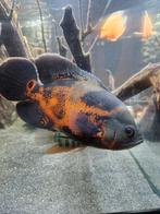 Pauwoogcichlide, Dieren en Toebehoren, Vissen | Aquariumvissen, Vis