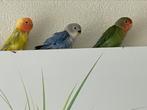 Hand Tamme Agapornis Dwergpapegaai Eventueel met kooi, Meerdere dieren, Dwergpapegaai of Agapornis, Tam