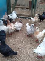 King duiven te koop, Dieren en Toebehoren, Vogels | Duiven, Meerdere dieren, Postduif