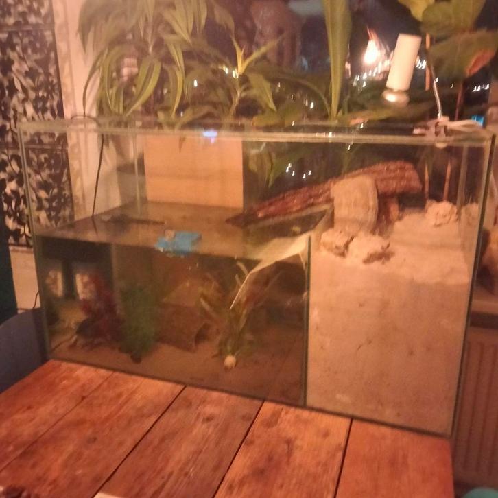 Chinese streepschildpad inclusief aquarium, Dieren en Toebehoren, Reptielen en Amfibieën, Schildpad