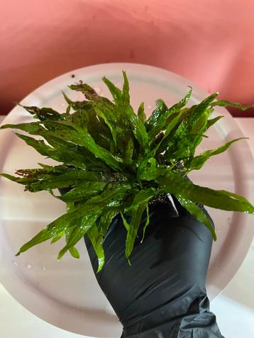 Javavaren mini aquariumplant op hout beschikbaar voor biedingen